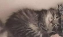 宁空间塔罗屋 一周星程 11月10日-11月16日 金牛座的满月