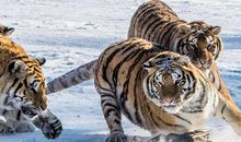 1950年属虎的人2021年运势 72岁佩戴什么吉祥物好