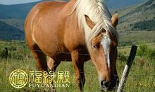 属马的属相婚配表大全