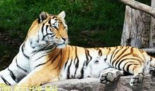 这些生肖组合富贵一生