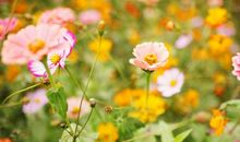 正月初三开始，四生肖衣食无忧，诸事顺利，前景一片光明