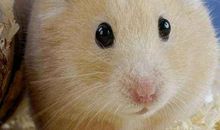 1951年属兔的人2021年运势 71岁佩戴什么吉祥物好