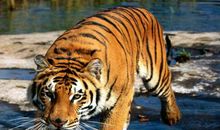 12.19号运势大反转，收益翻倍涨，好日子来到的4大生肖