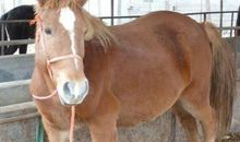 2002年属马人2021年运势男命 02年出生19岁生肖马男2021年运程详解