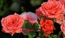 生肖属狗的女人2020年贵人运，运程有喜有忧，贵人运可期