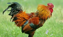 1993年属鸡的人2021年运势 29岁佩戴什么吉祥物好