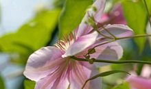 十二生肖2月27日提前播报：生肖鼠脱单有望，生肖鸡疑心太重