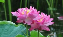 钱财堆积成山！三大生肖2020年财大气粗，赚钱如流水!