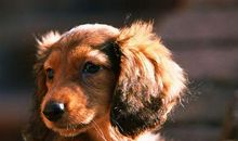 从三月底开始，财禄双至，有财星坐镇，前程一片辉煌的五大生肖