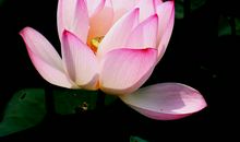 12月开始财神驾临，财运旺到发红发紫，大运当头的四属相