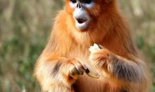 1992年属猴的人2021年运势 30岁佩戴什么吉祥物好