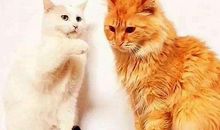 各血型的奇葩分手理由！清新脱俗