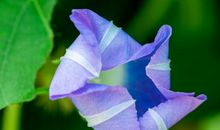 生肖属狗的男人2020年贵人运，食神旺人缘，多贵人相助