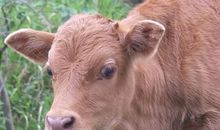 1985年属牛的人2021年运势 37岁佩戴什么吉祥物好