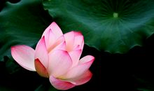 11月26号起转运翻身，福星驾临，事业突飞猛进，大有作为的四属相