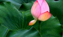 2020年开始财神庇佑，金钱运非常的旺，横财连绵不绝的四属相