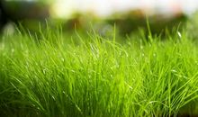 5月25日运势，这些生肖大胆表达爱意就能获得梦寐以求的爱情