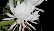 不愿说话 以实力见真章的四大生肖