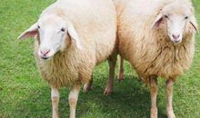 1991年属羊的人2021年运势 31岁佩戴什么吉祥物好