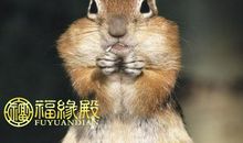 属鼠的和属鸡的配吗