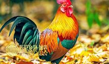 与鸡相冲的属相