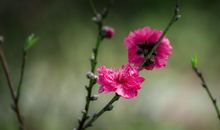 恭喜四个生肖，2020年喜事连连，一夜暴富，腰缠万贯