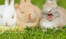 这些生肖打牌没底气输到怕