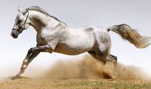 1990年属马的人2021年运势 32岁佩戴什么吉祥物好