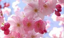 测跨年前后，你能有桃花脱单吗？