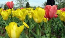 不明所以 偶尔会出现奇葩行为的四大星座