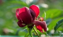 大年初3开始，财源广进，八方来财，万事如意的四大生肖