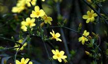 生肖属羊的女人2020年贵人运，龙德贵人相助，可获可期收获