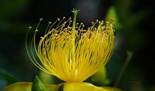 未来五个月财运旺盛，运势畅达，横财连发，钞票多多的四属相