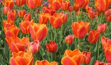 注意力不集中 总爱发呆的四大生肖女生