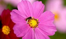 上升星座摩羯座女生，一生坚强，容易在事情上取得进展