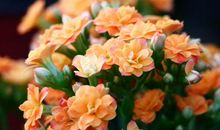 生肖属猴的男人2020年贵人运，人缘运势大吉，催旺人脉