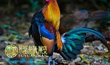 属鸡和什么属相相冲