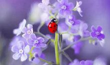 2020年农历二月二十二出生女孩什么命局,运势怎么样？(图文)