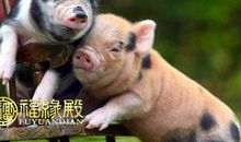 属猪2018年运势运程