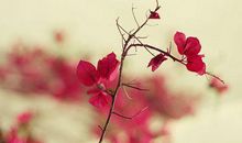 在明年运势走俏，财运逆转，要发大财的三大生肖