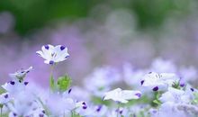 最近桃花运大涨，喜事连连的星座！