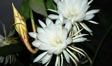 有灵性 这四大生肖女生的眼睛很美