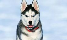 万万没想到啊！这几个生肖最会装高冷！