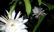 毫无底线 为爱撬墙角做小三的四大生肖女生