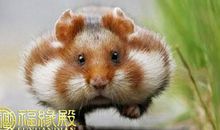 2018年运势跌宕起伏的生肖