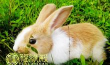 属兔属蛇相配吗