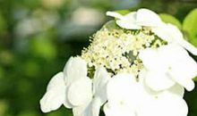 未来七天，运势越来越红火，4属相钞票多多，富甲一方，喜气洋洋