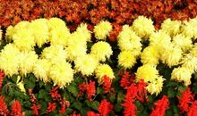 上升星座水瓶座女生，一生大多比较平凡，但也幸福