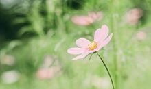 惊喜不断，天天好运，下周有望脱单的星座！