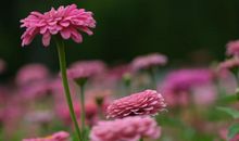 生肖属猴的男人2020年桃花运，本年太过随便，爱情路坎坷